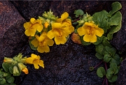 Mimulus guttatus, Seep Spring Monkeyflower